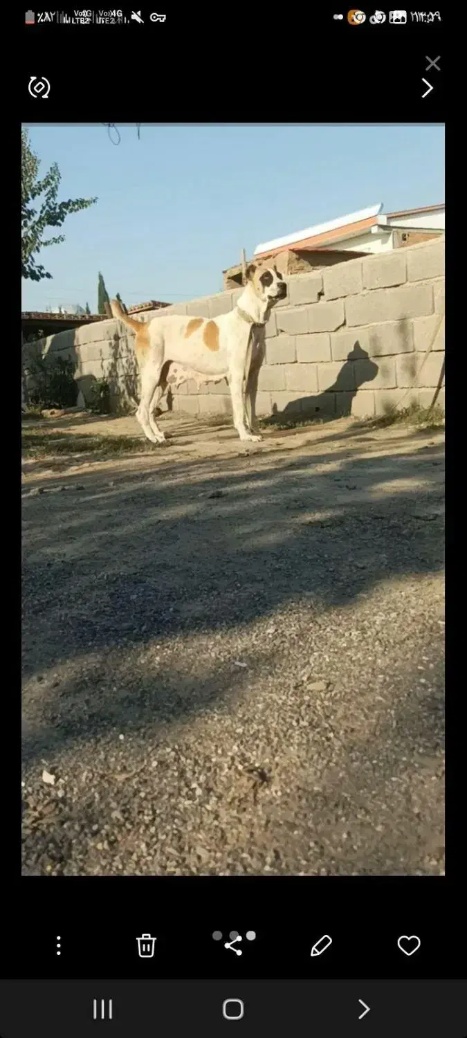 سگ سگ|سگ|علی‌آباد کتول, |دیوار