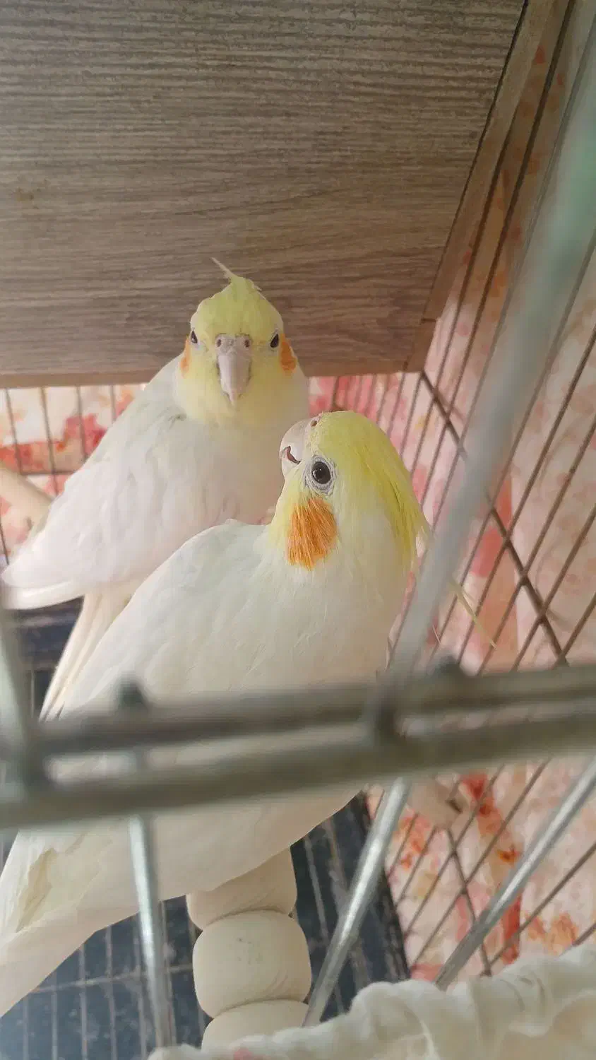 باسلام یجفت عروس مولدبه شرط سالم|پرنده|قرچک, شهرک مهستان|دیوار