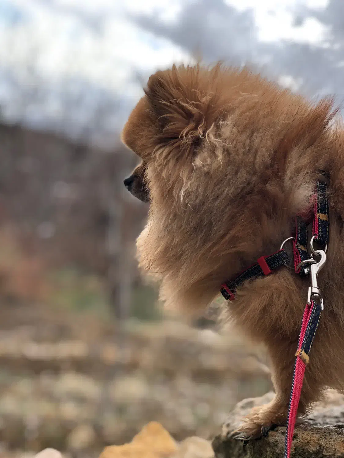 پامر خرسی نر (جهت کشش)|سگ|شاهینشهر, حافظ شمالی|دیوار