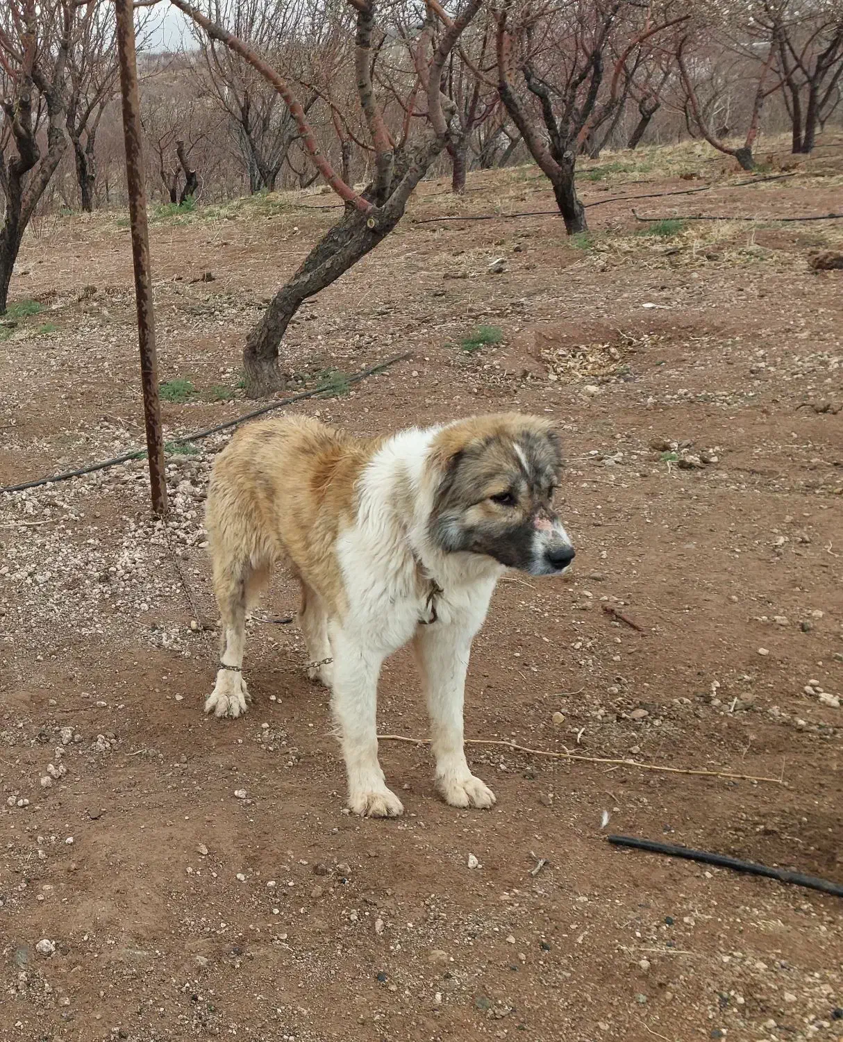 فروش سگ آله زرد همه چی تموم|سگ|سامان, |دیوار