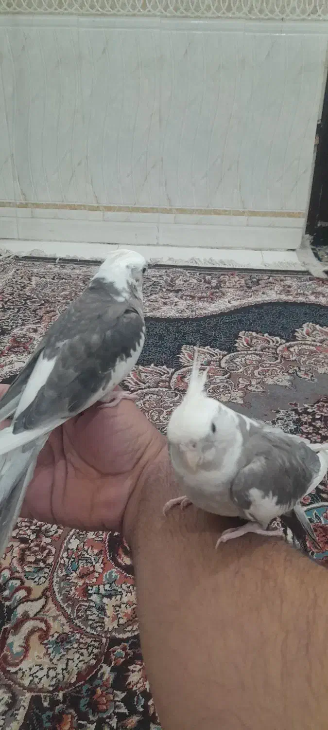 عروس هلندی|پرنده|بندر ماهشهر, |دیوار