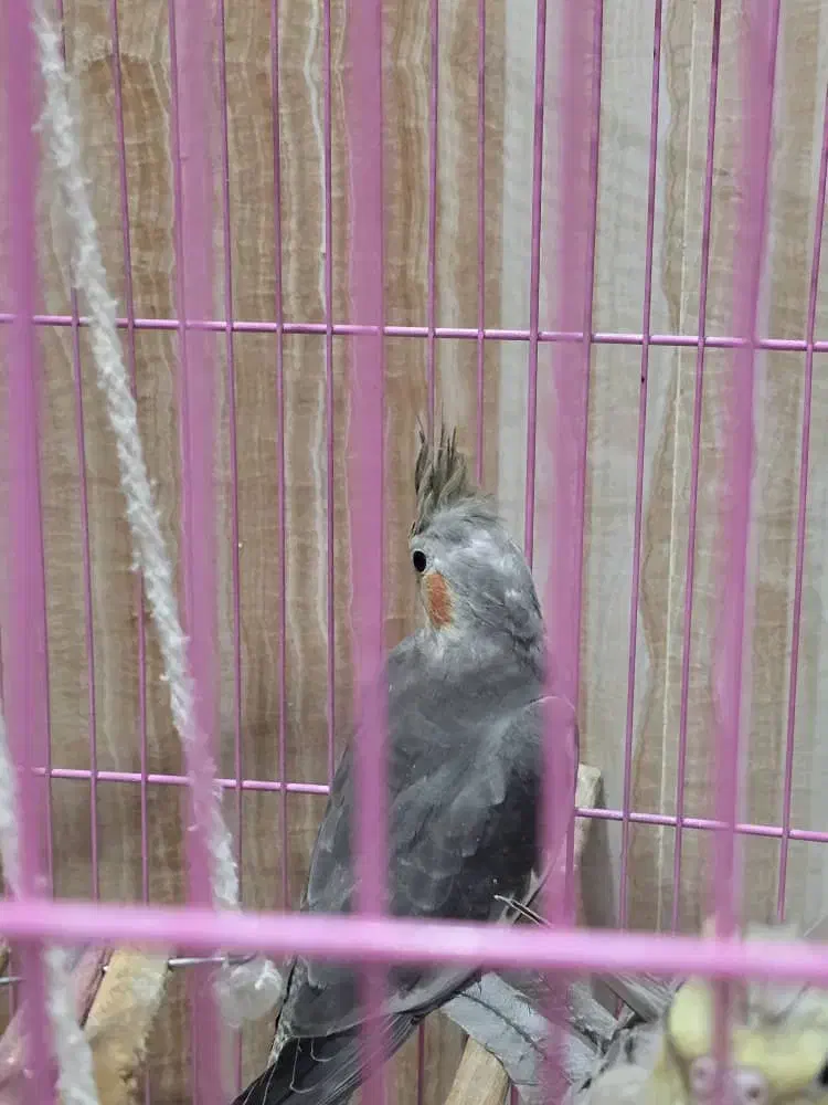 فروش ۲ عدد جوجه عروس هلندی|پرنده|اهواز, منازل سپاه|دیوار