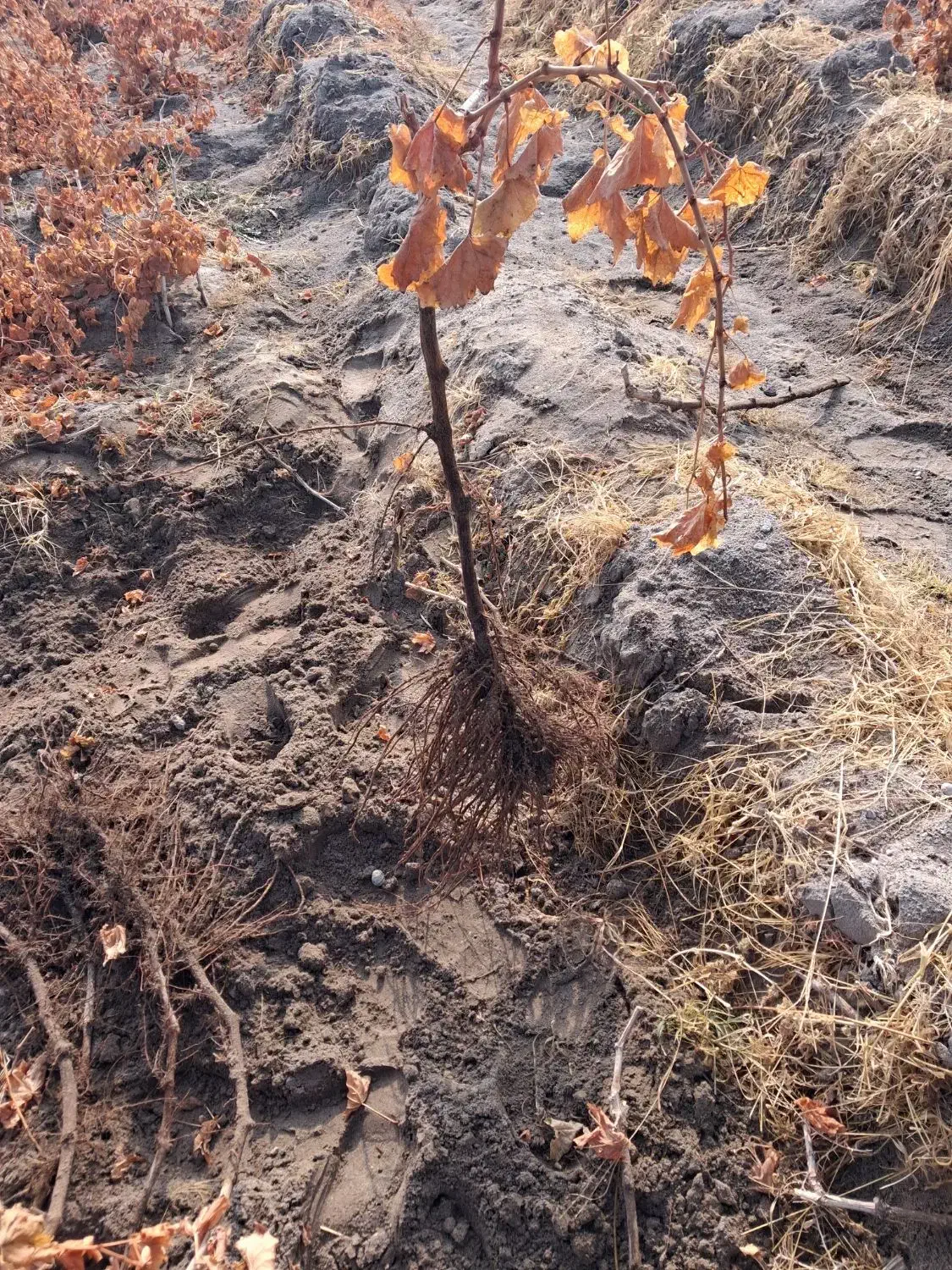 فروش نهال انگور|عمده‌فروشی|میاندوآب, |دیوار