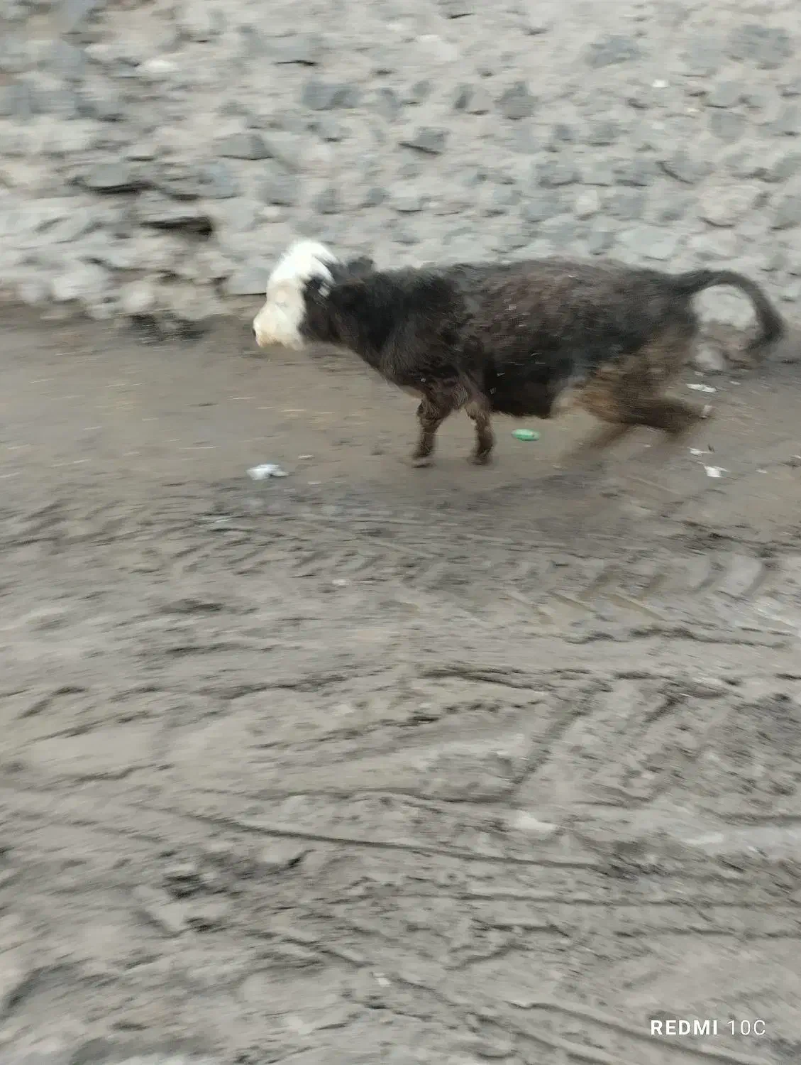 گاو‌گوساله‌سالم‌|حیوانات مزرعه|دهگلان, |دیوار