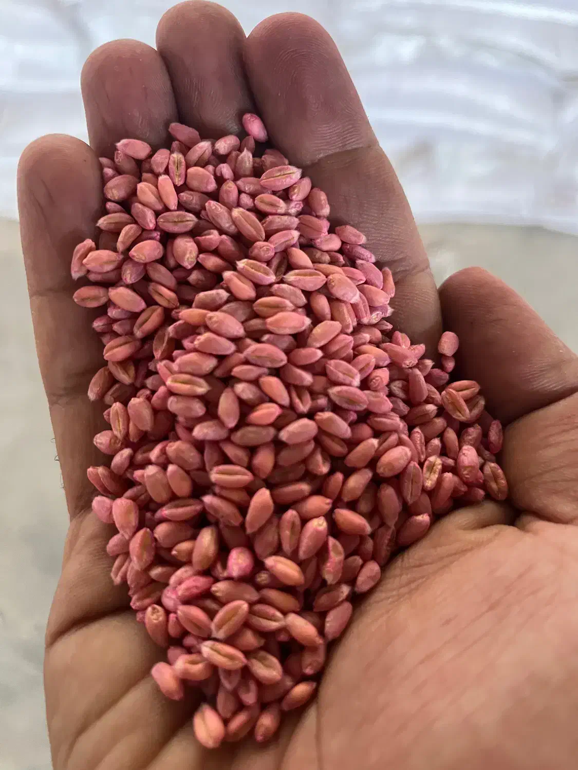 فروش بذر گندم اصلاح شده|خدمات باغبانی و درختکاری|اراک, |دیوار