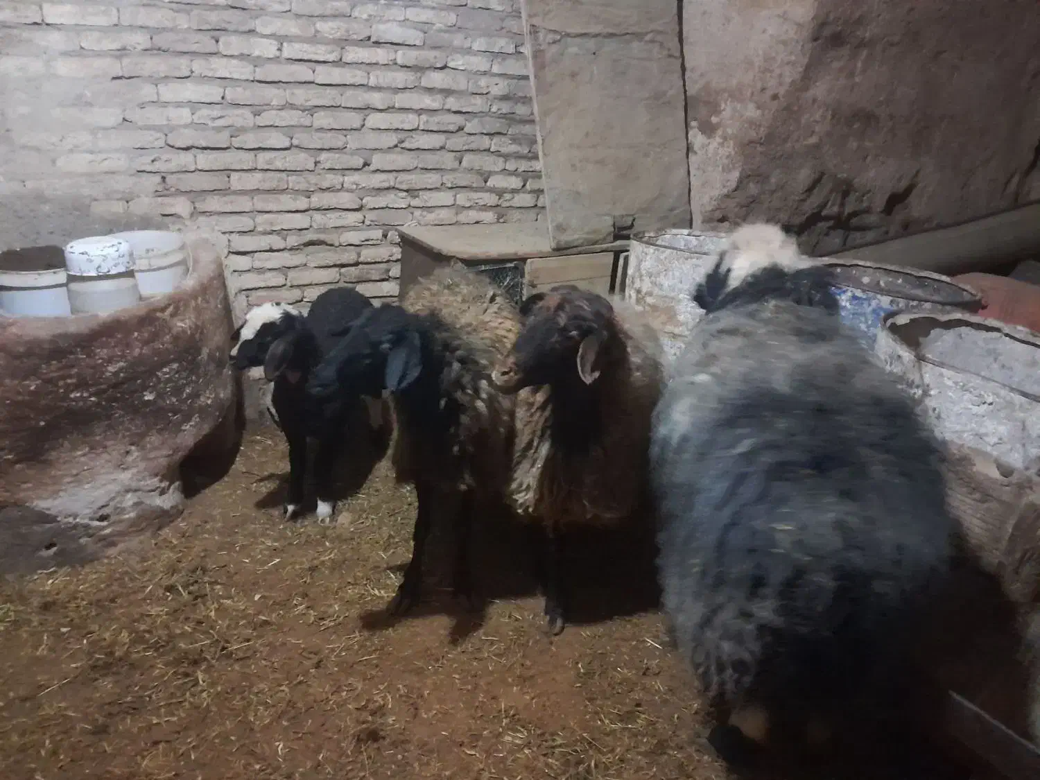 میش|حیوانات مزرعه|لاران, |دیوار