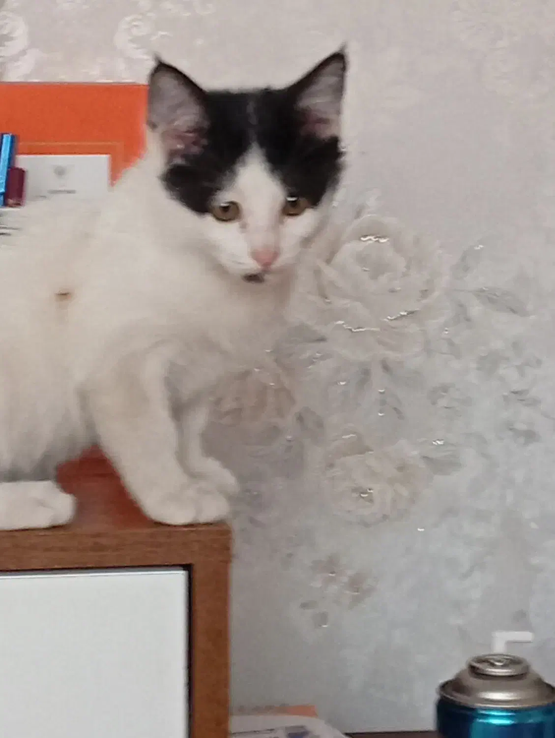 ۲ عدد بچه گربه و مادرشون|گربه|کرمانشاه, |دیوار