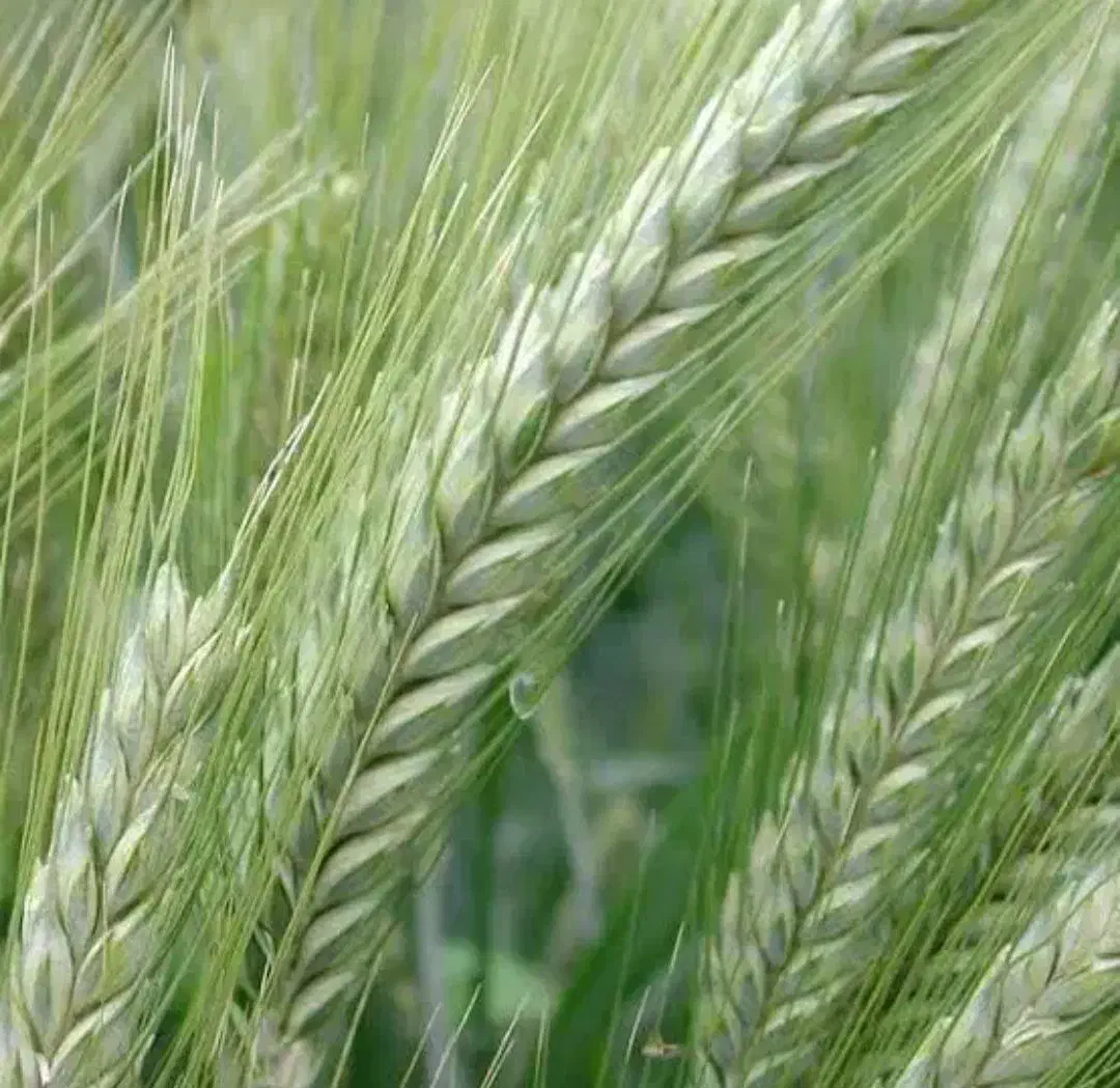 بذر تریتیکاله اصل آمریکا کالیفرنیا73وانواع بذر جو|خدمات باغبانی و درختکاری|مشهد, چاهشک|دیوار