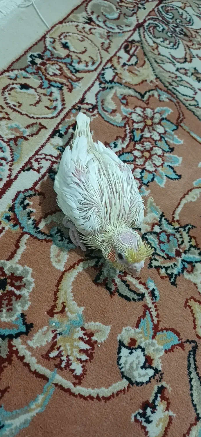 جوجه عروس هلندی لوتینو و سیامون|پرنده|مشهد, ولیعصر (شهرک غرب)|دیوار