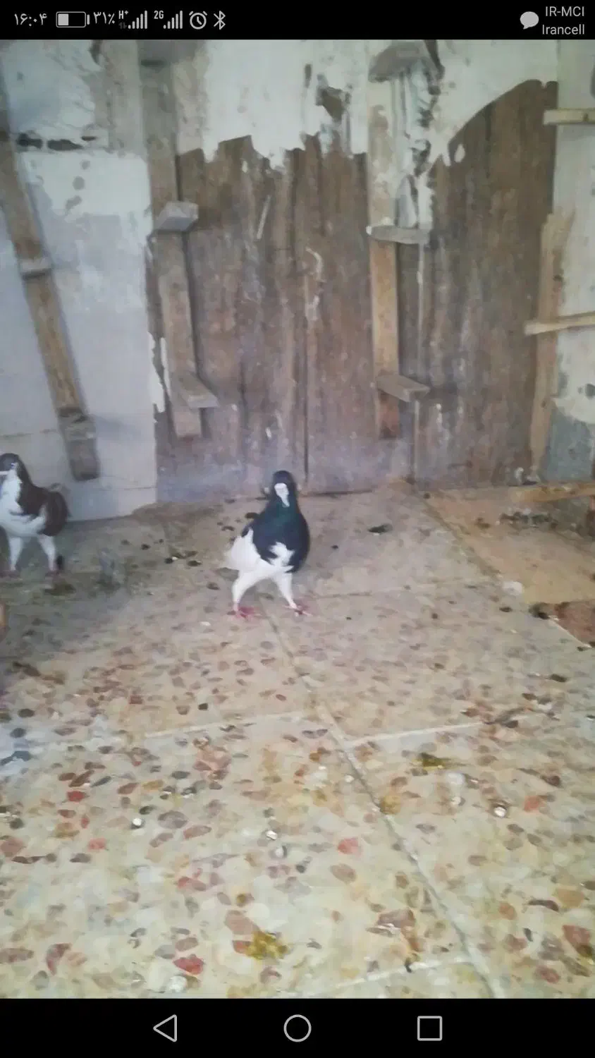 3تا کفتر گرفتنی|پرنده|شیراز, شهرک صدا و سیما|دیوار