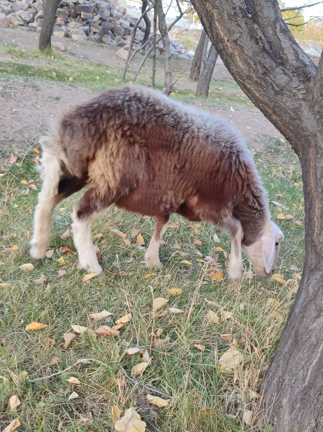 بره ماده|حیوانات مزرعه|بسطام, |دیوار