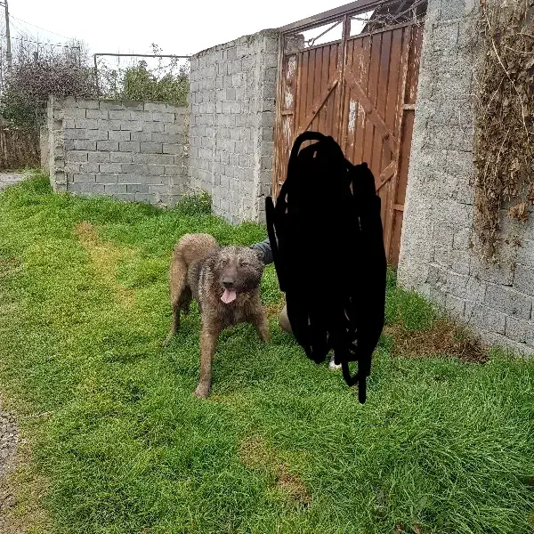 سگ نر پژدر|سگ|قائمشهر, |دیوار