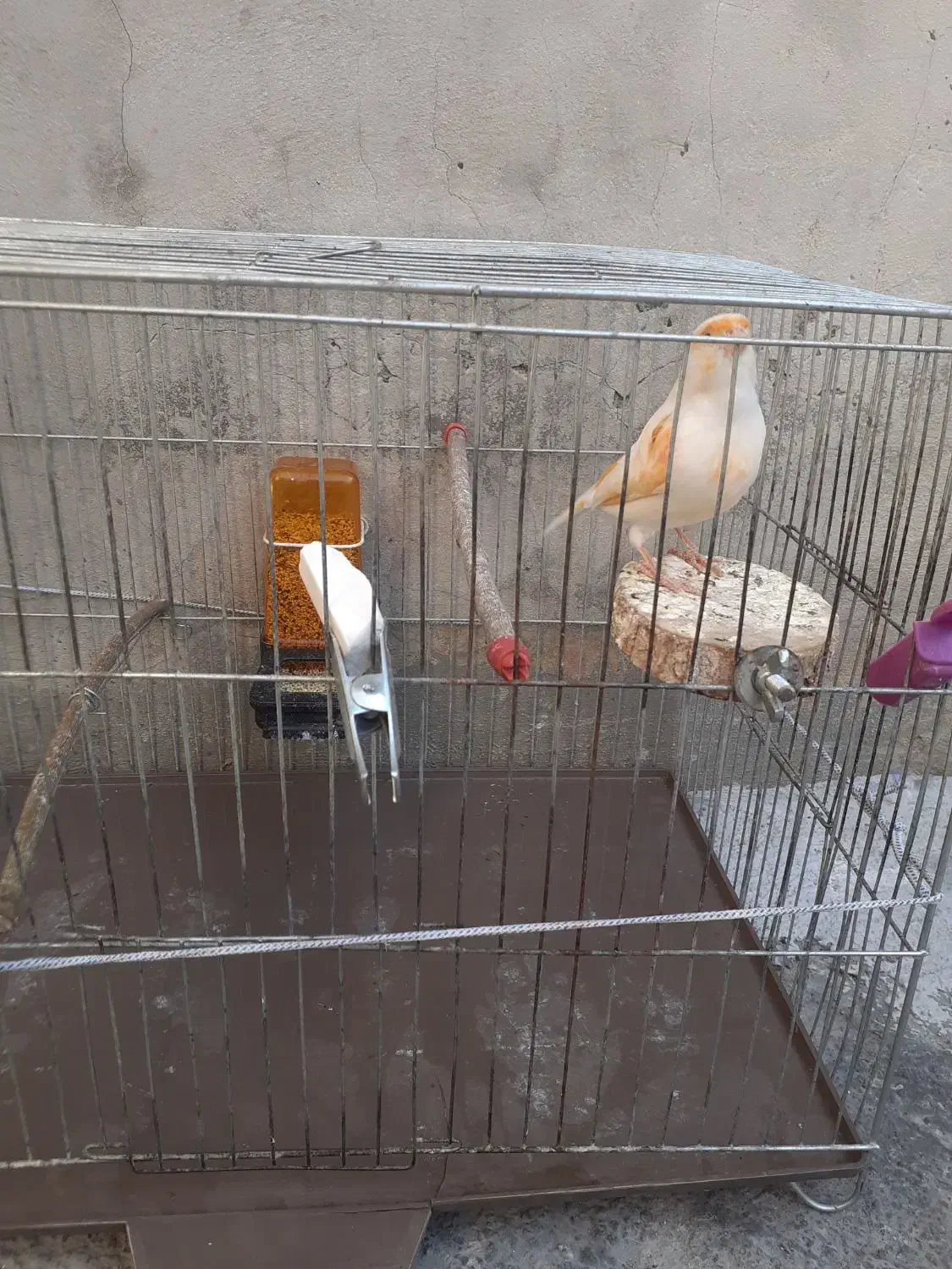 قناری نر مست|پرنده|دینور, |دیوار