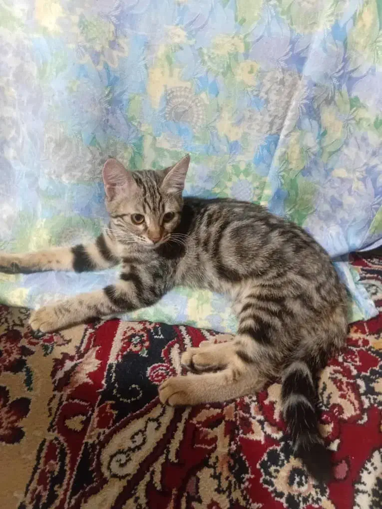 بچه گربه توضیحات بخوانید|گربه|بندر کنگان, |دیوار