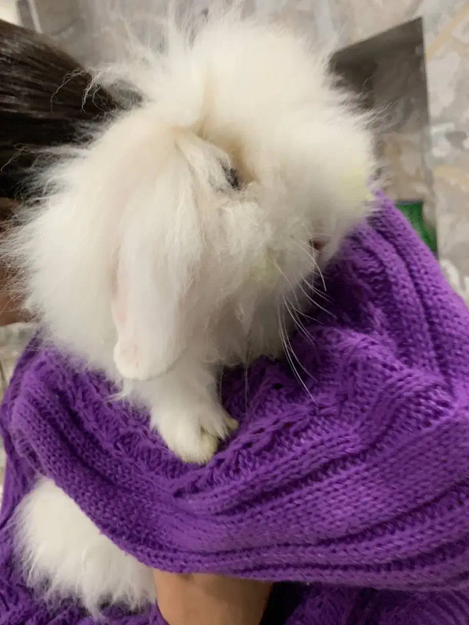 خرگوش|موش و خرگوش|مشهد, طلاب|دیوار