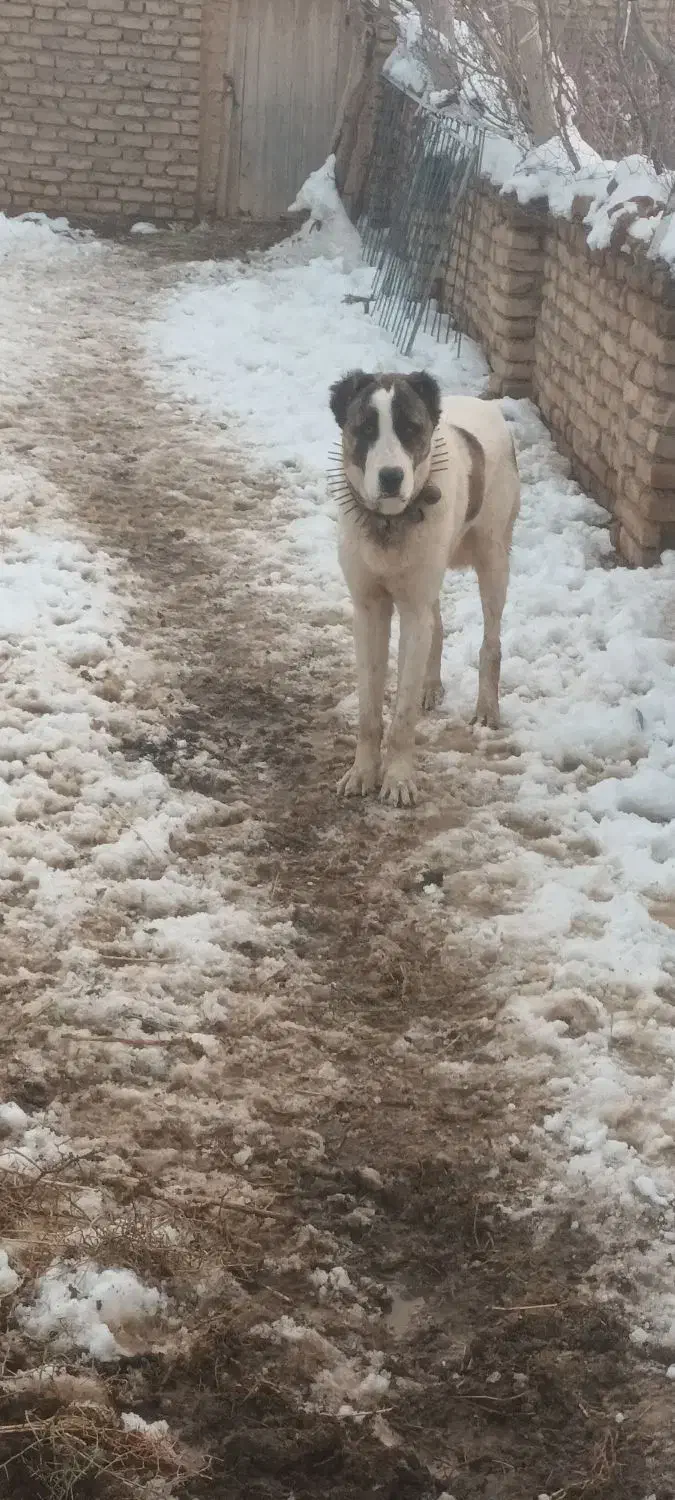 سگی|سگ|زاوه, |دیوار