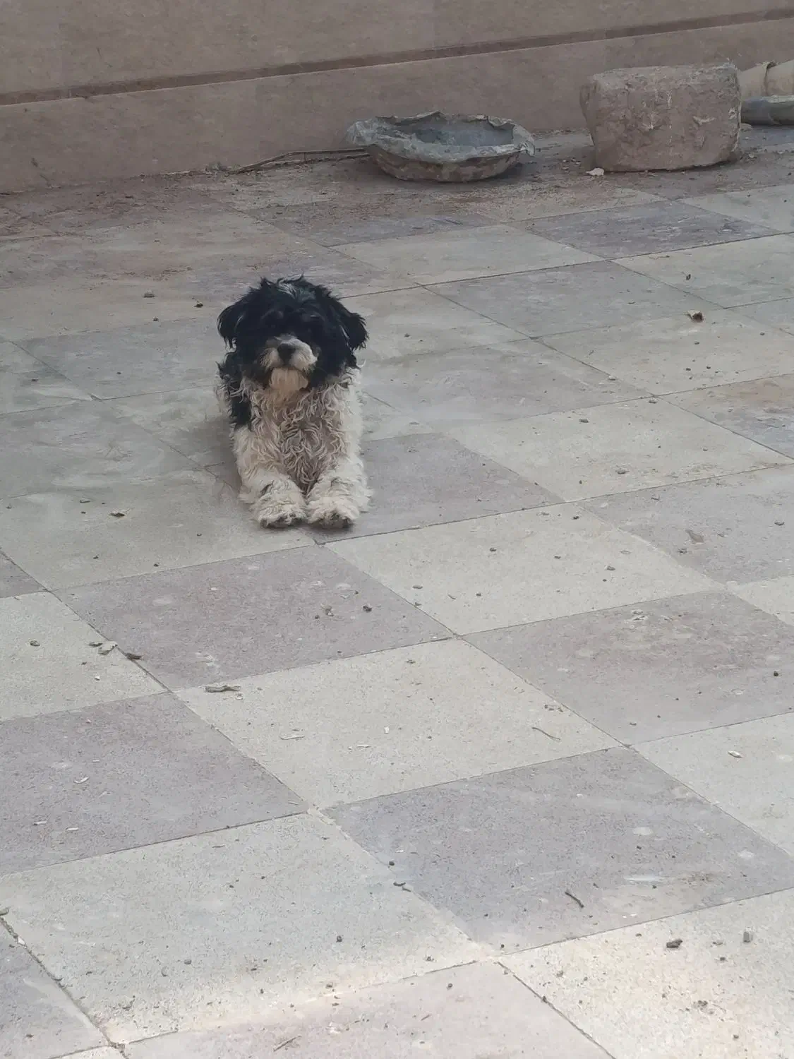 سگ شیتزو|سگ|حمیدیا, |دیوار