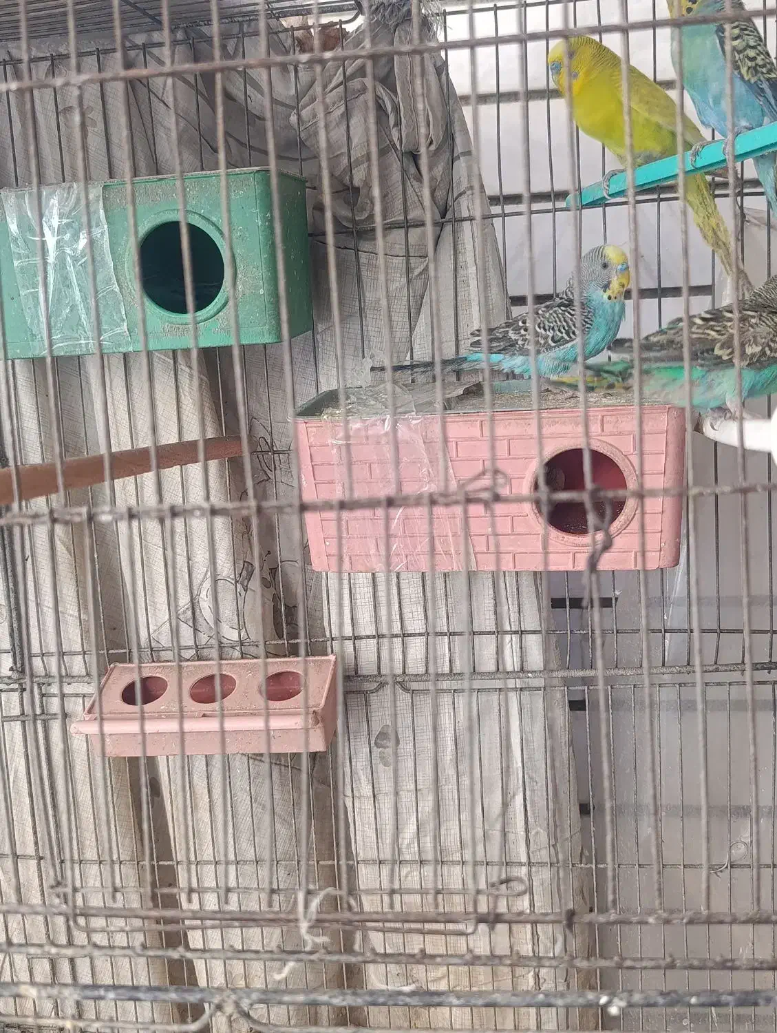 مرغ عشق|پرنده|اصفهان, جلفا|دیوار