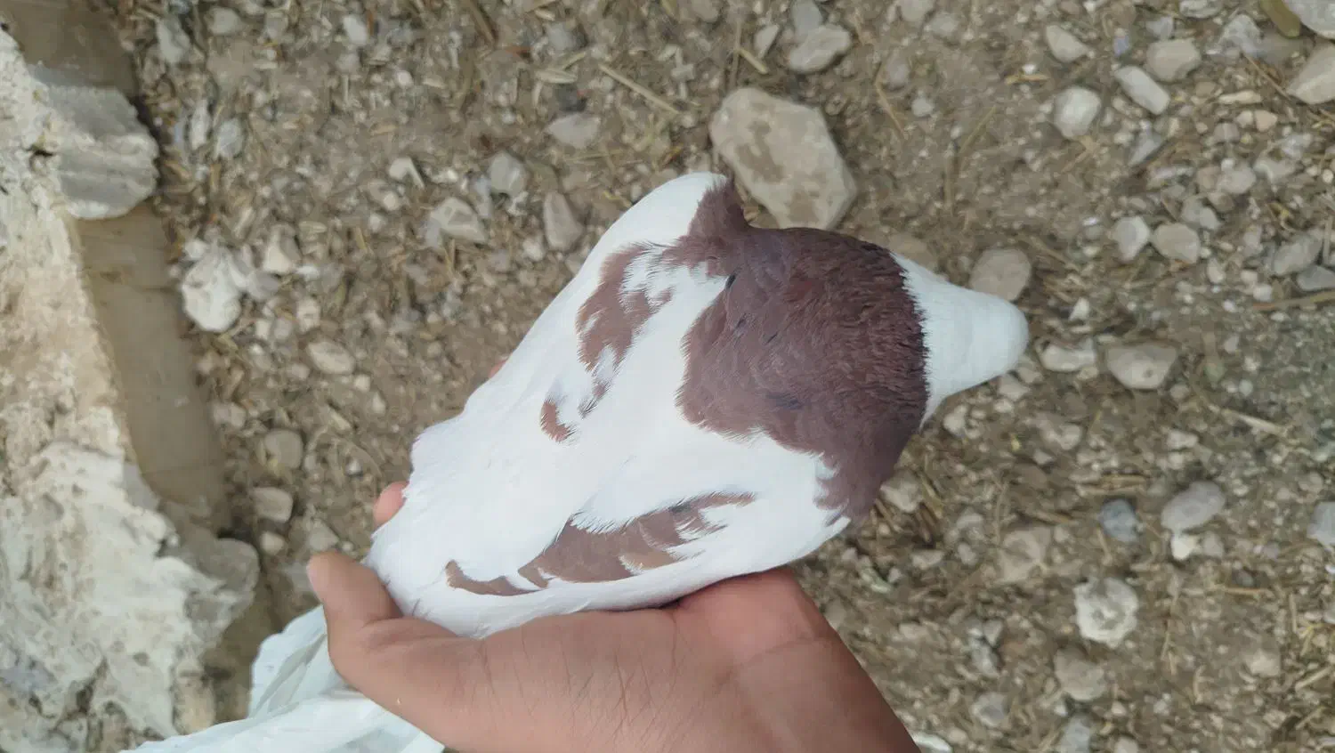 کبوتر طوقی|پرنده|کازرون, |دیوار