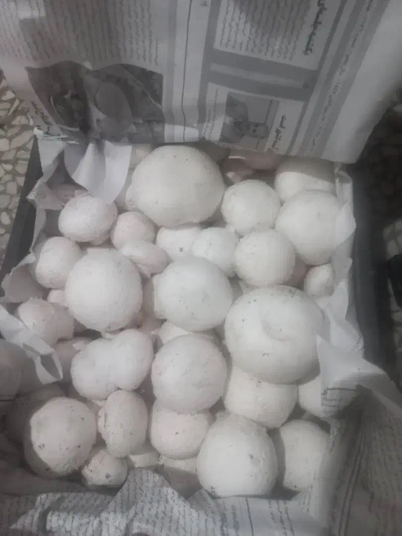 فروش قارچ اعلا|عمدهفروشی|فلاورجان, |دیوار