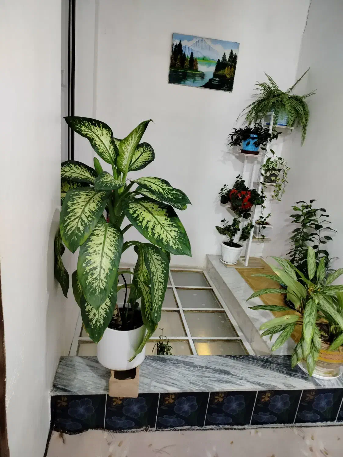 گل دیفن|گل و گیاه طبیعی|ماهیدشت, |دیوار