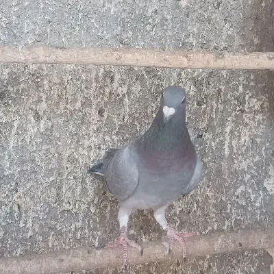 پلاکی جان آردن|پرنده|مبارکه, |دیوار