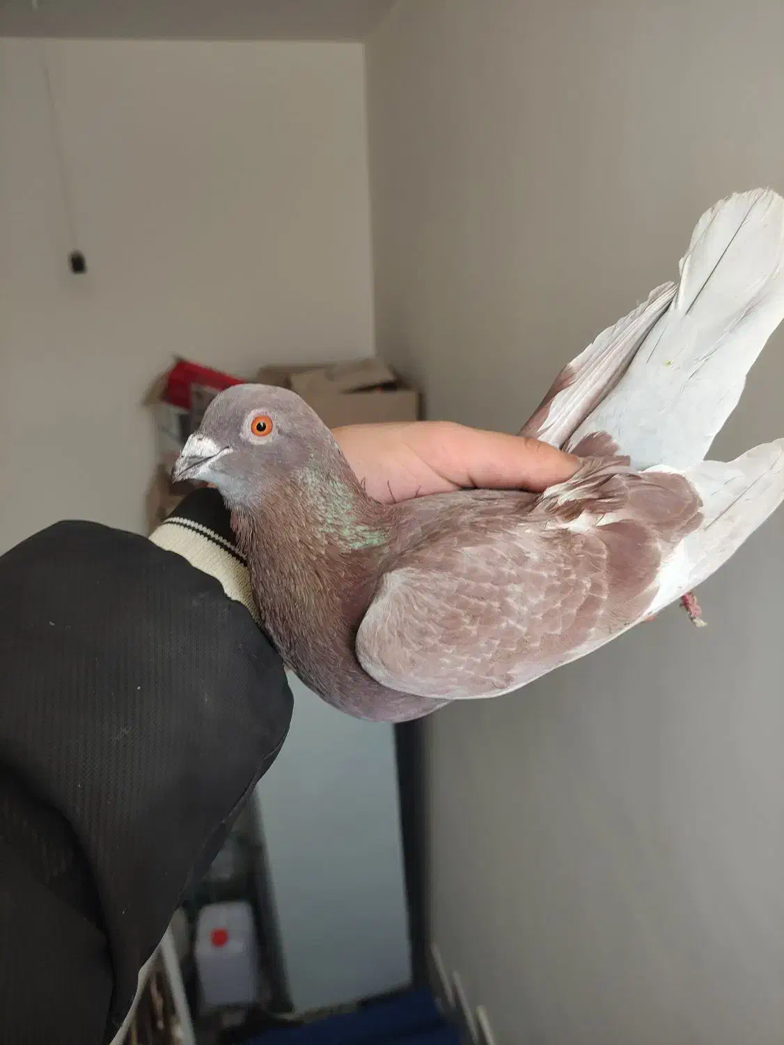 کفتر|پرنده|شیروان (خراسان), |دیوار