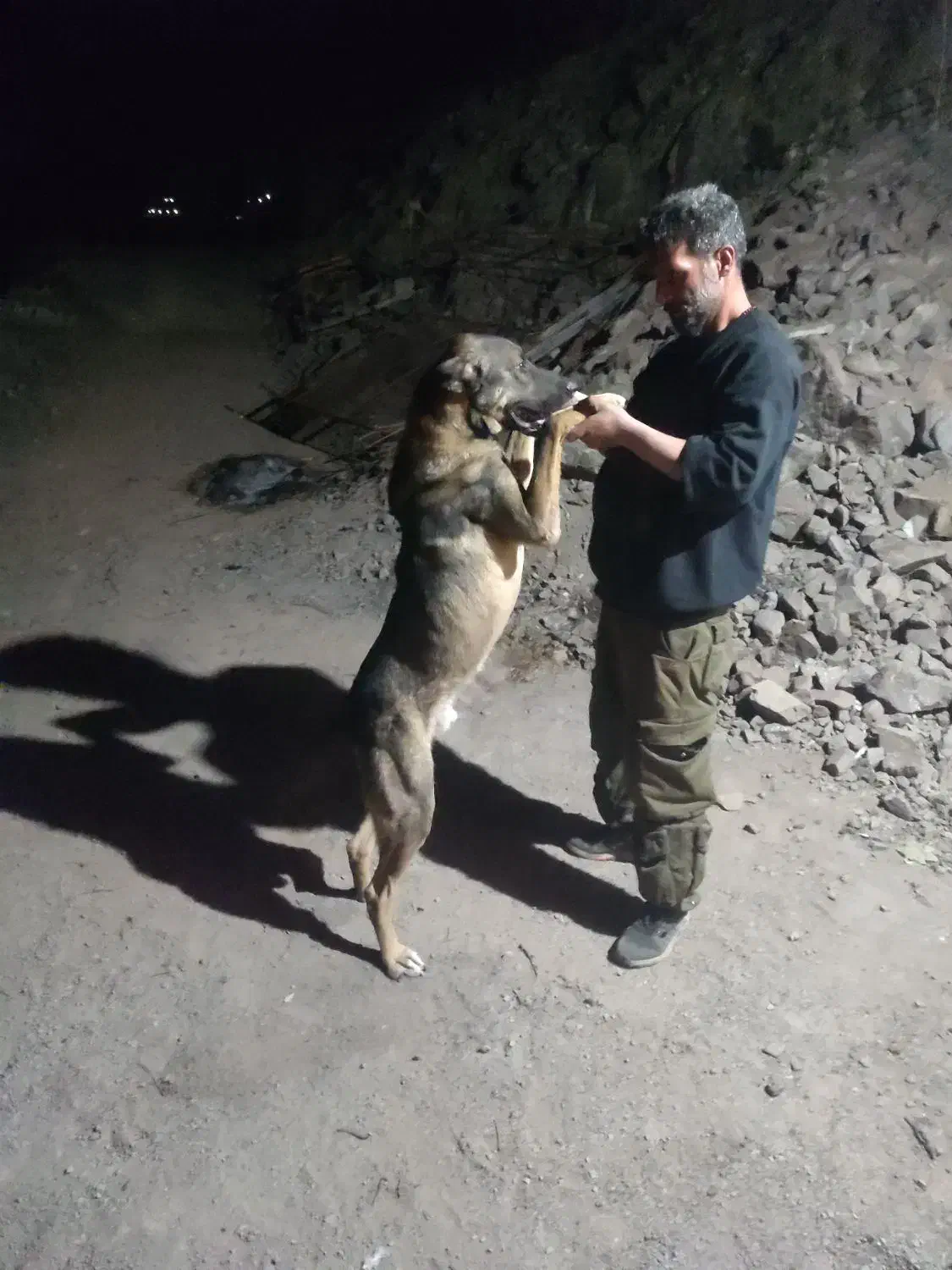 پژدر 10ماهه نر|سگ|رودبار, |دیوار