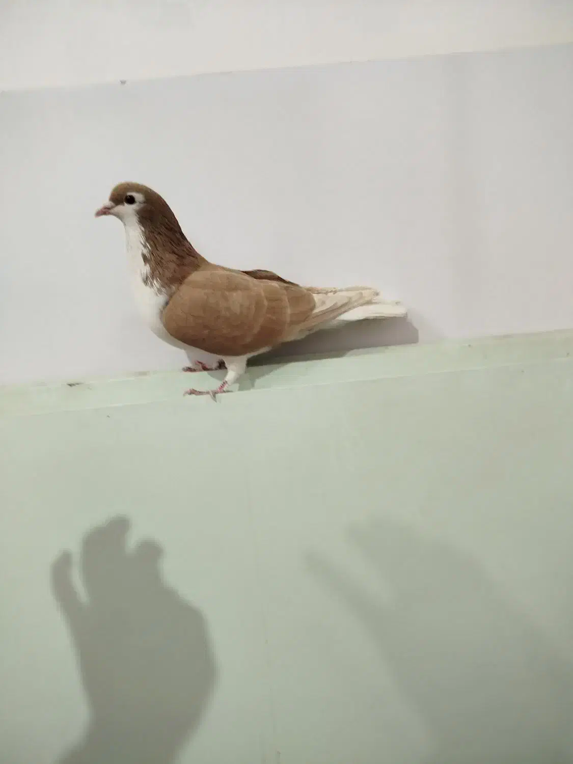 جفت ساده|پرنده|سبزوار, امیر کبیر|دیوار