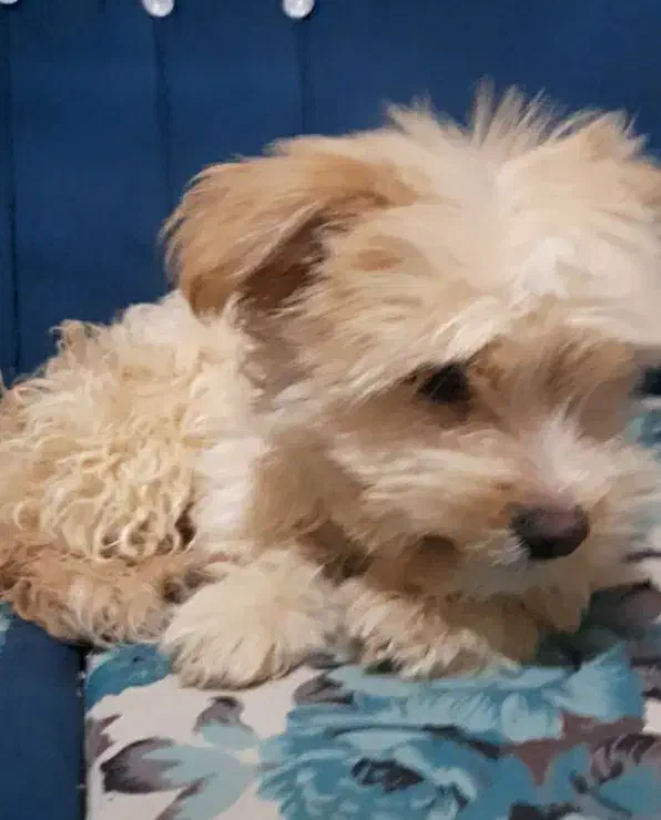 توله سگ پشمالو۸ماه|سگ|کرمان, |دیوار