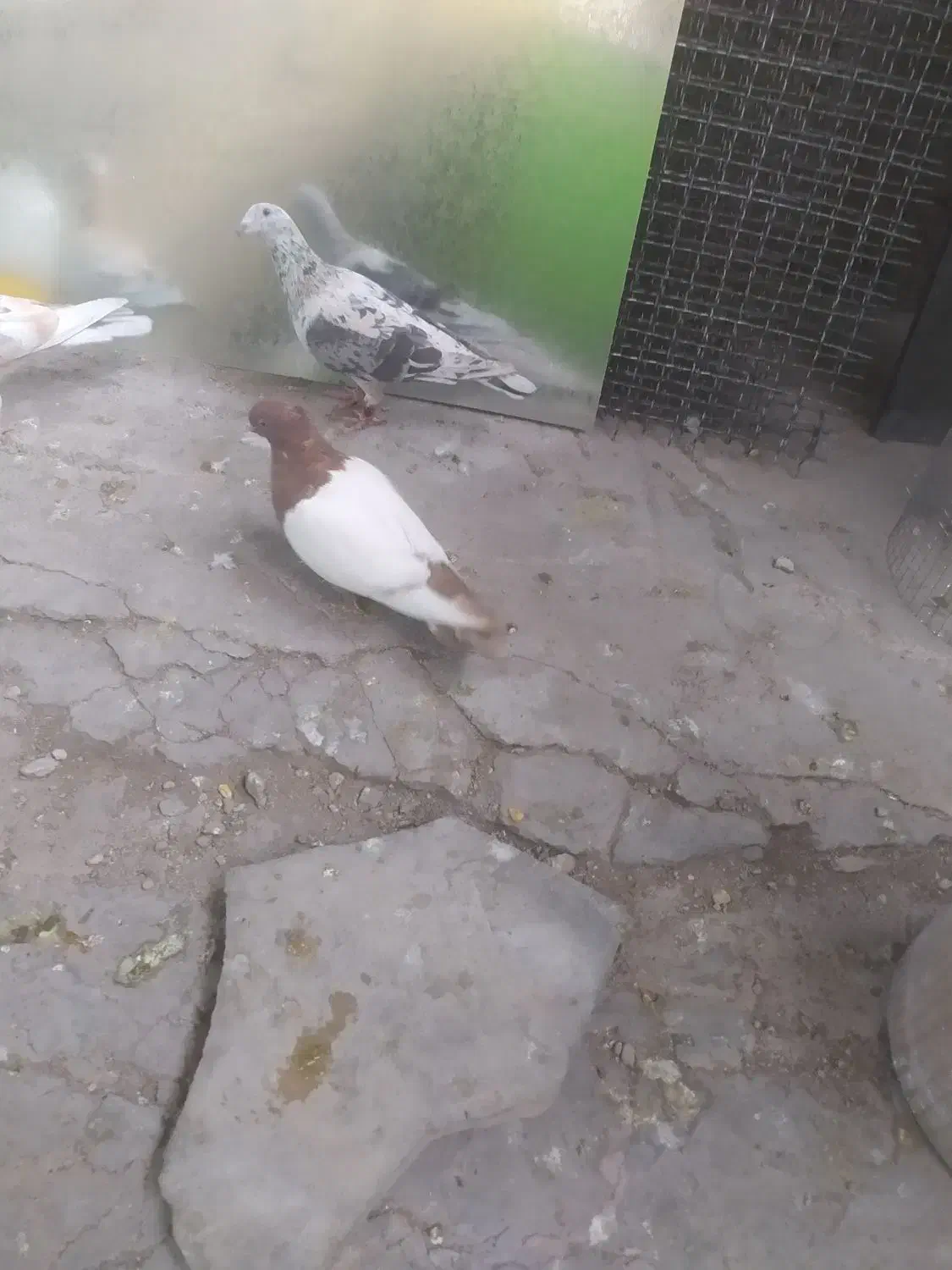 سینه سرخ ماده|پرنده|شیراز, سلطان آباد|دیوار