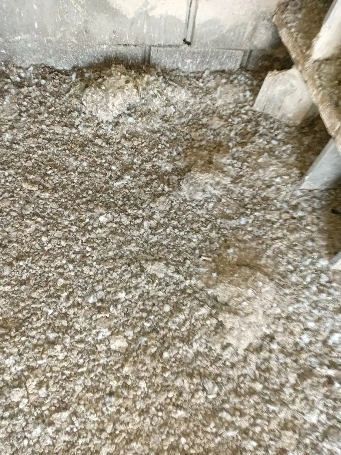 زل کود کبوتر|خدمات باغبانی و درختکاری|میاندوآب, |دیوار