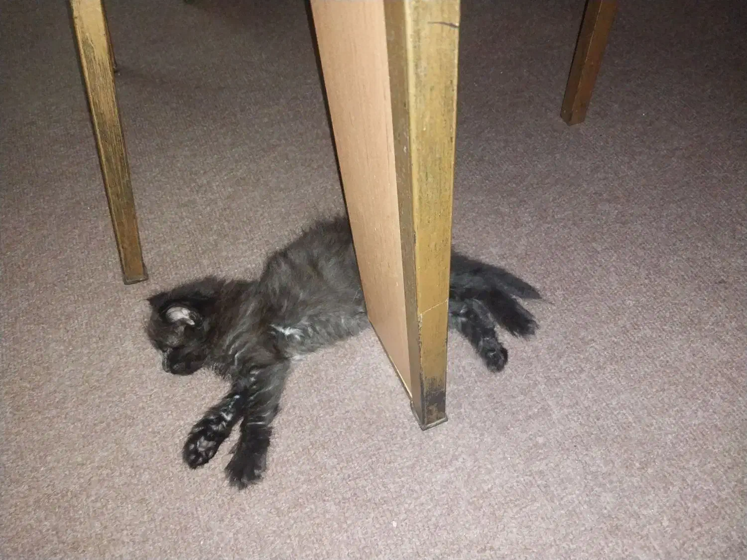 گربه سیاه پشمالو گمشده ضیابری کوچه خرسندی نقره دشت|حیوانات|رشت, چمارسرا|دیوار