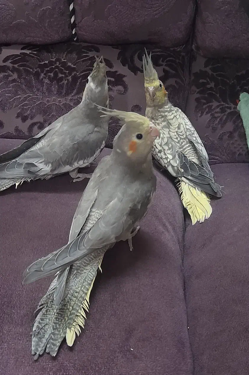 فروش عروس هلندی|پرنده|بابل, |دیوار