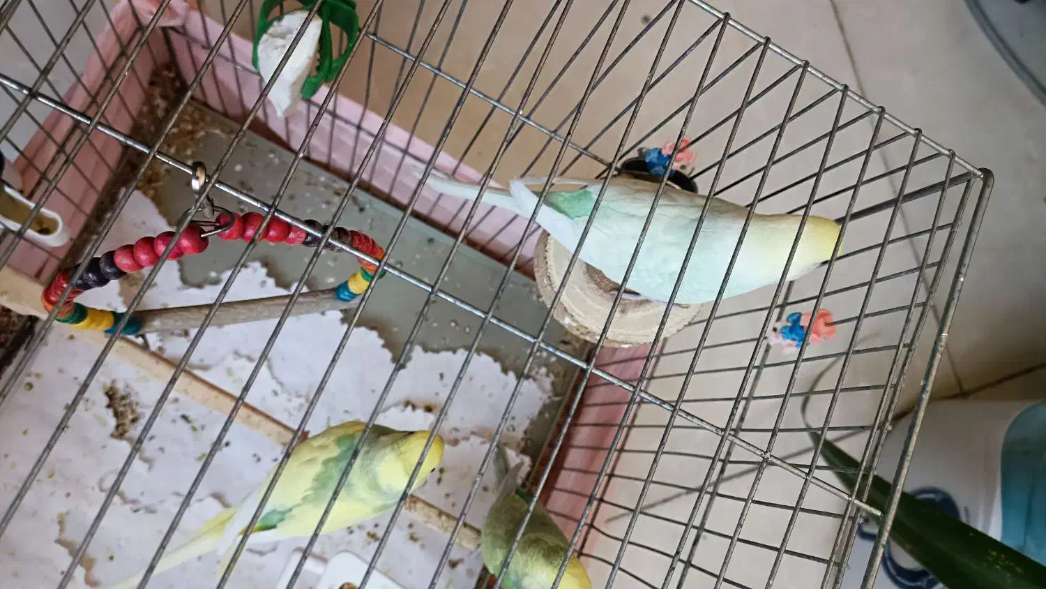 مرغ عشق رینبو|پرنده|کرج, شاهین‌ویلا|دیوار