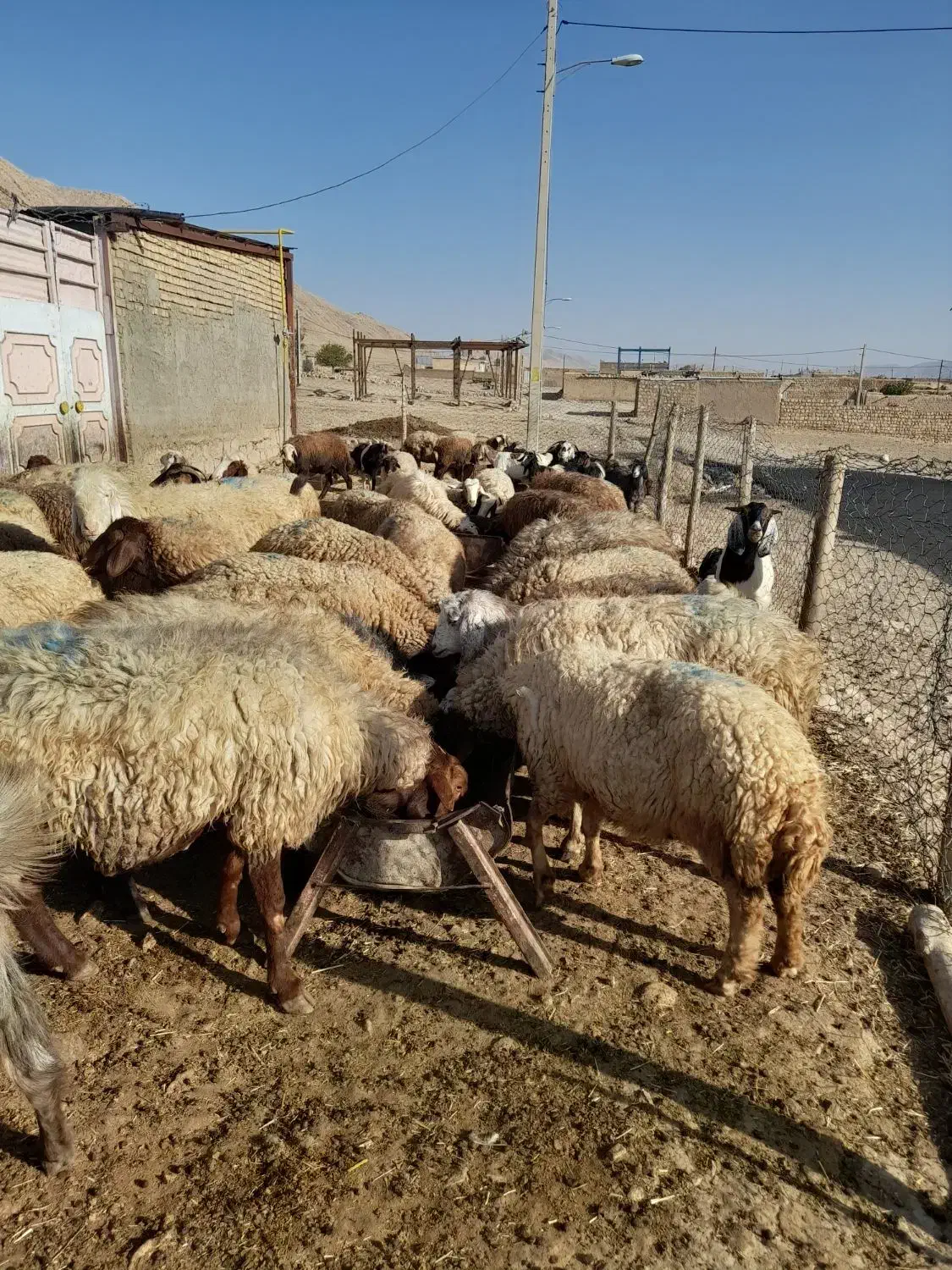 60راس میش آبستن سنگین با ۳۰تا بز جوان|حیوانات مزرعه|کوهدشت, |دیوار