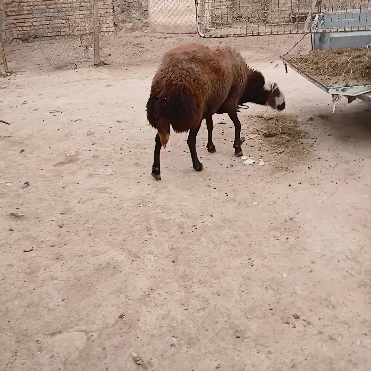 قوچ کله عروس|حیوانات مزرعه|الیگودرز, |دیوار