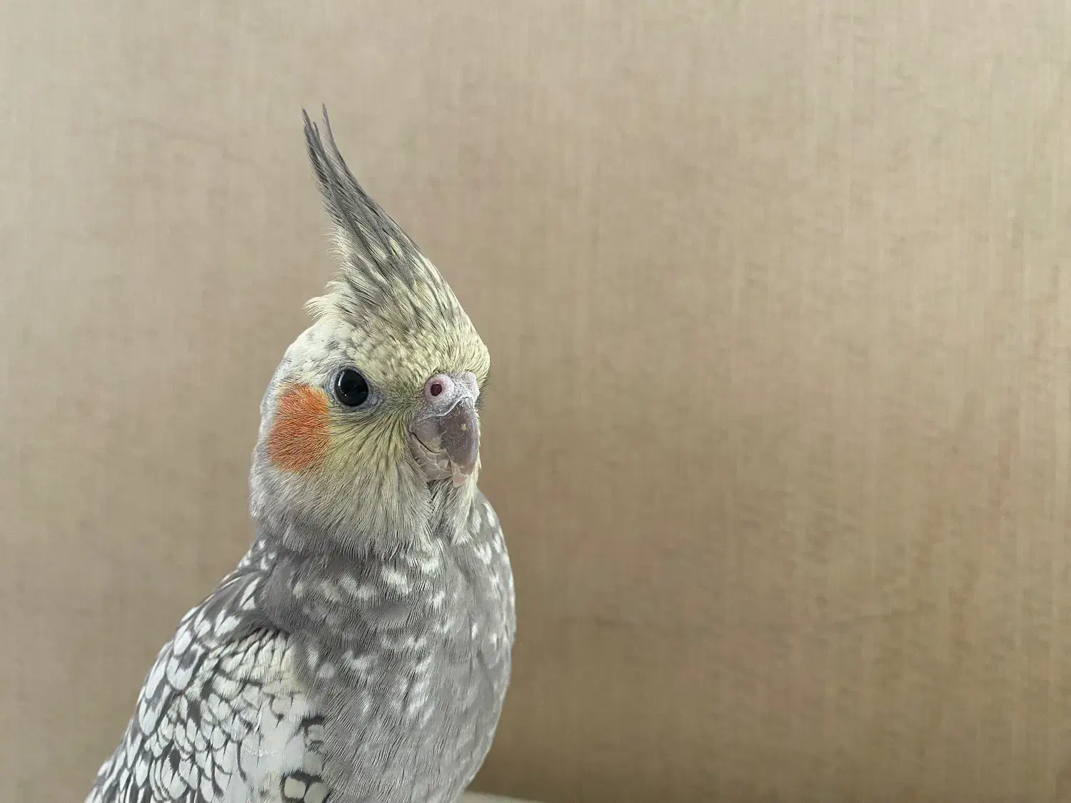 عروس هلندی گم شده|پرنده|تبریز, |دیوار