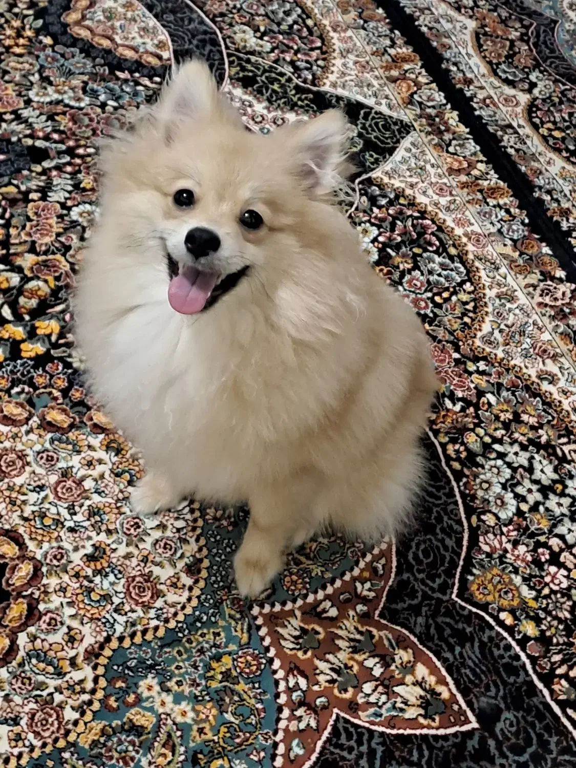 واگذاری پامر|سگ|رشت, رودباری|دیوار