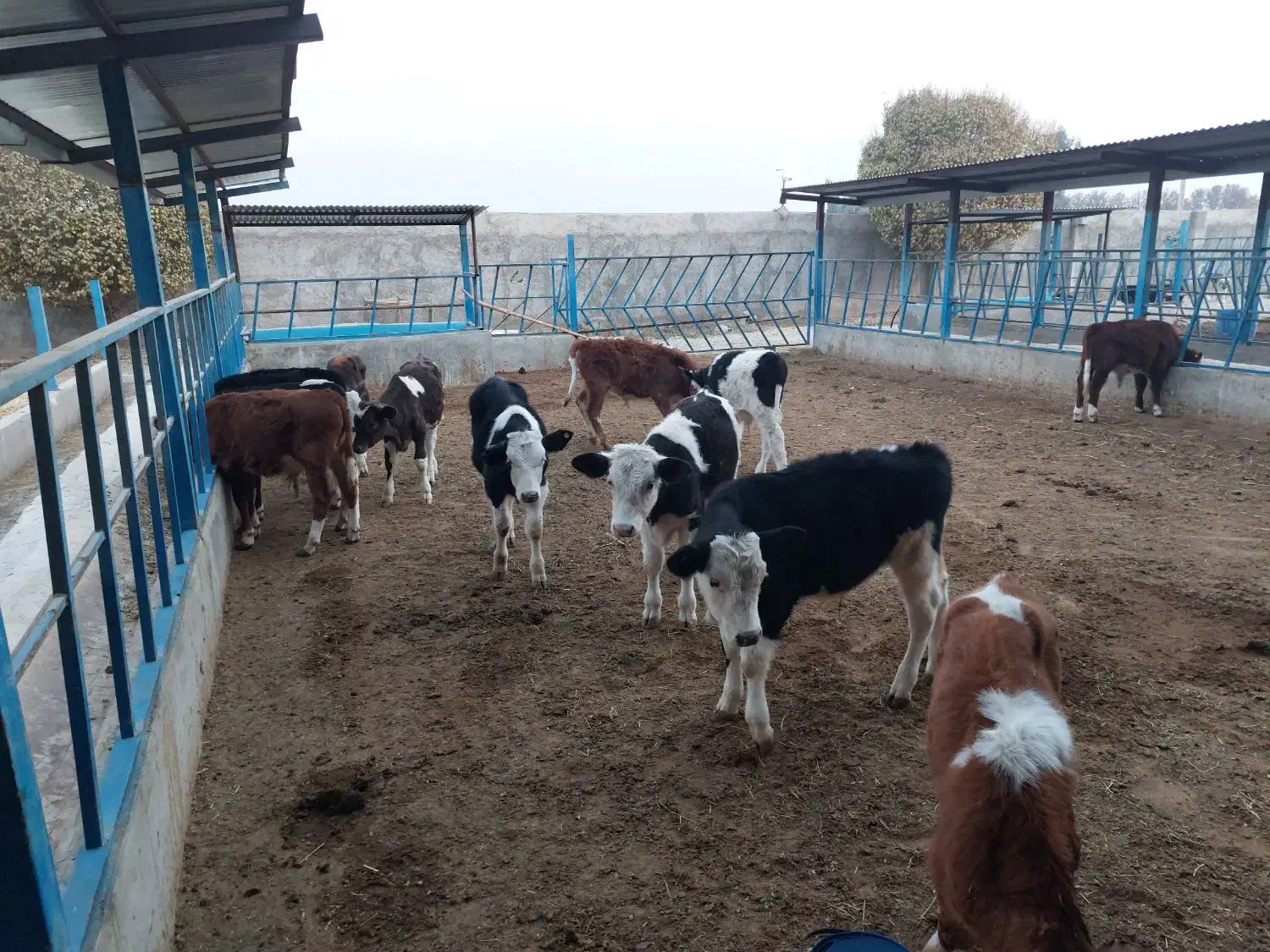 گوساله سیمینتال|حیوانات مزرعه|پیشوا, |دیوار