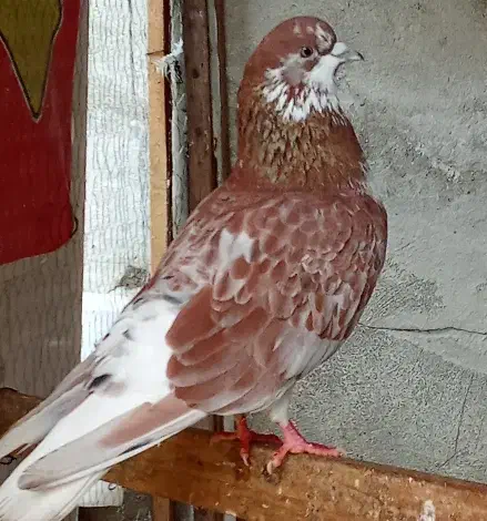 کفتر|پرنده|رشت, سلیمانداراب|دیوار