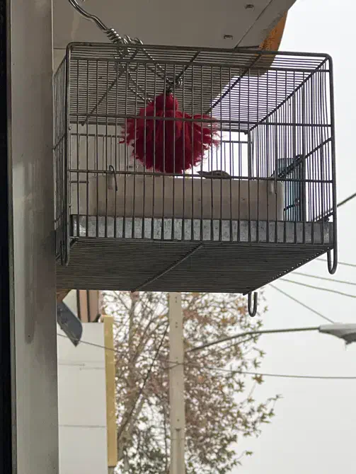 سهره خاکی|پرنده|فردیس, فردیس|دیوار