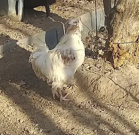 ۲ عدد خروس سلطان|حیوانات مزرعه|یزد, |دیوار