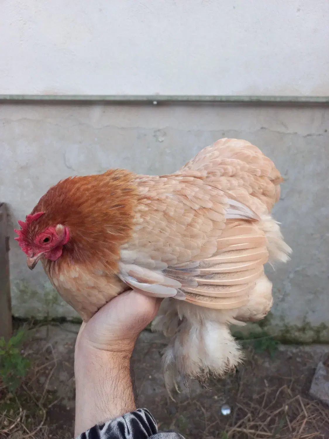 مرغ کوشین کُرچ|حیوانات مزرعه|رشت, تازه آباد|دیوار