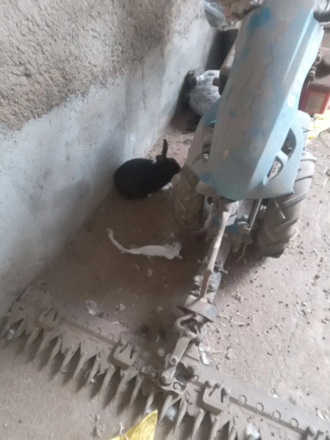 خرگوش|موش و خرگوش|فریمان, |دیوار