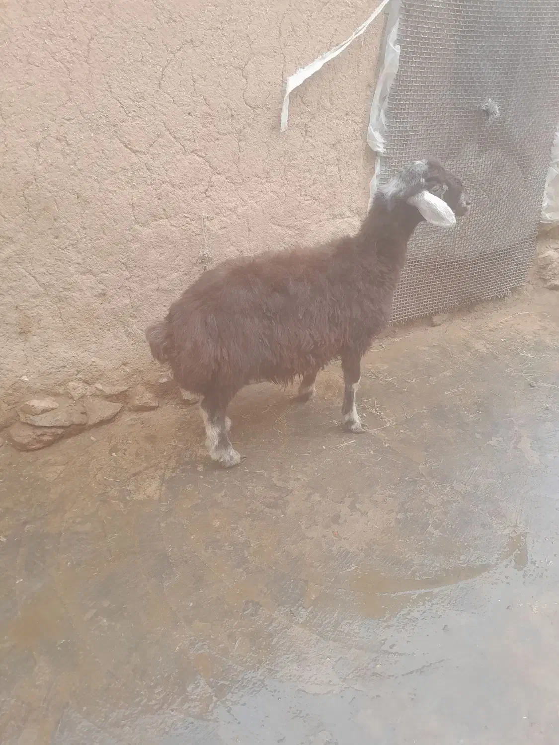 بره نر فروشی|حیوانات مزرعه|انگوران, |دیوار