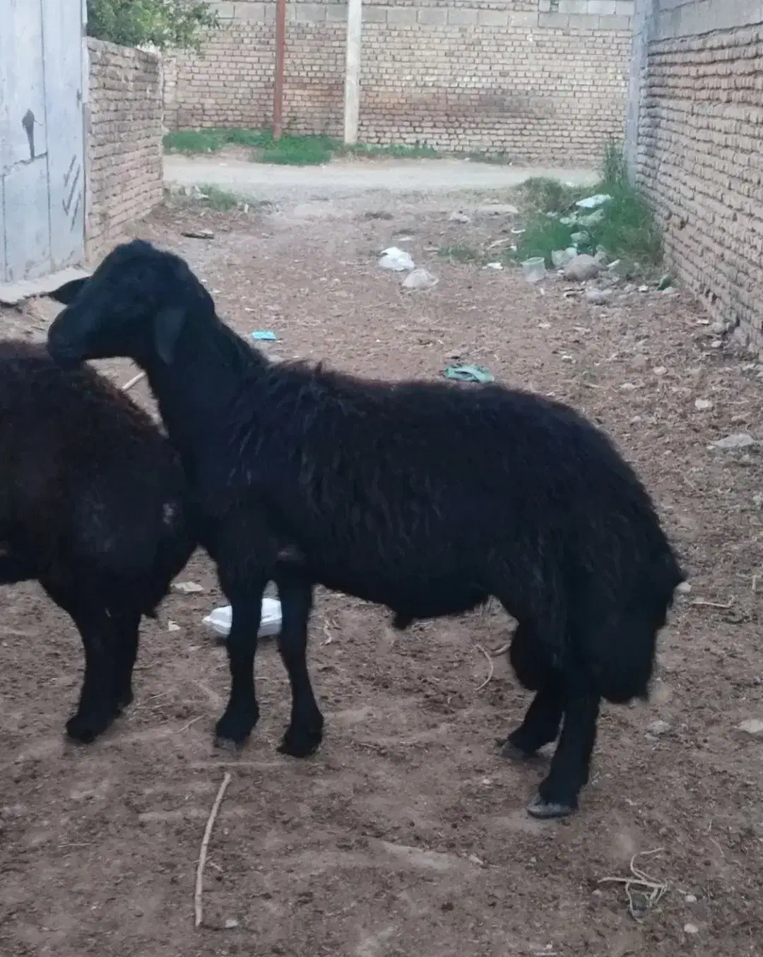 قوچ|حیوانات مزرعه|رامیان, |دیوار