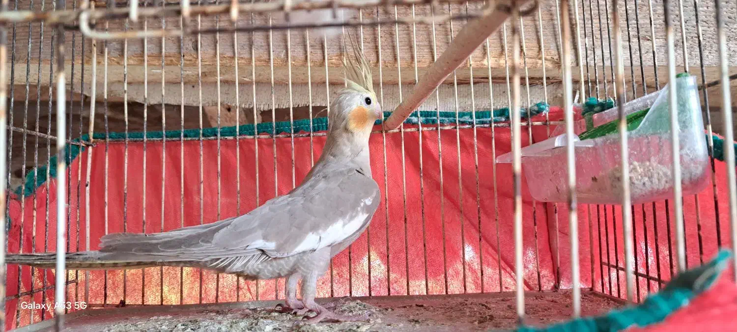 عروس هلندی|پرنده|رشت, فخب|دیوار