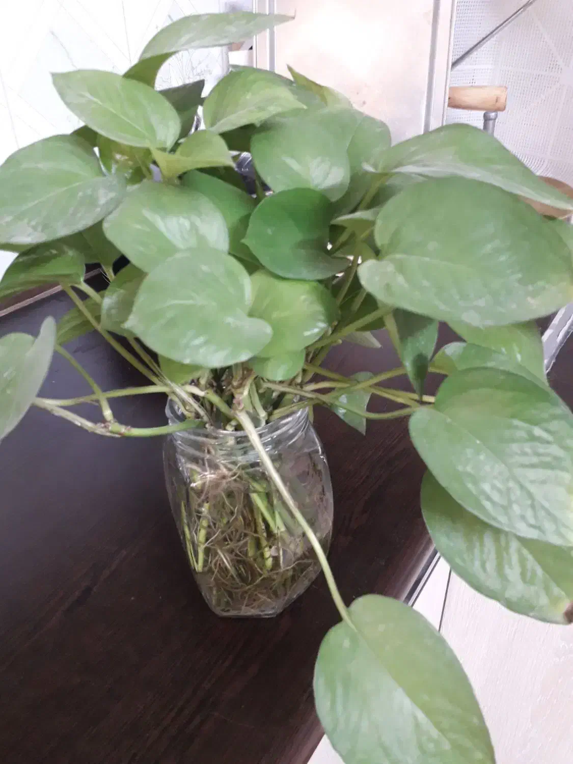 گل پتوس شاخه ای ۱۳ هزار|گل و گیاه طبیعی|سبزوار, زینبیه|دیوار