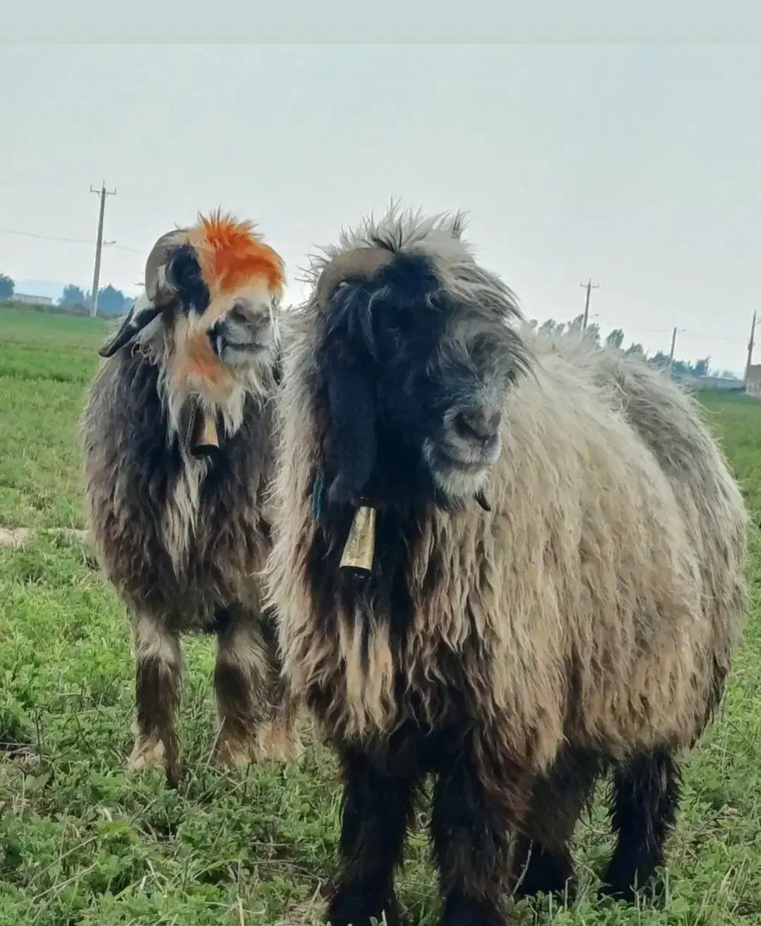 میش گلداری|حیوانات مزرعه|گتوند, |دیوار